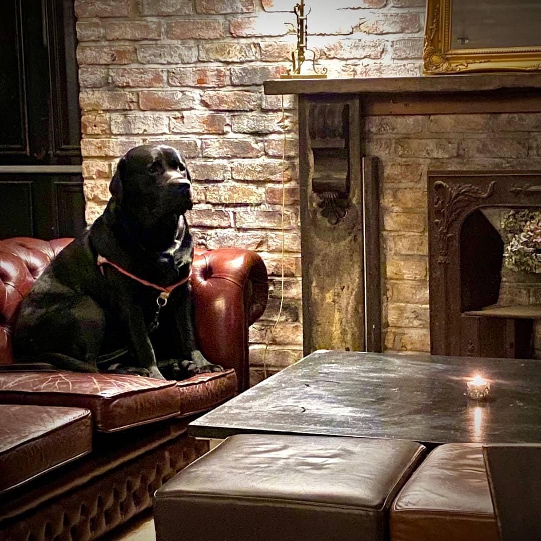 A pub dog in Magpie and Stump, a pub in St Paul's London