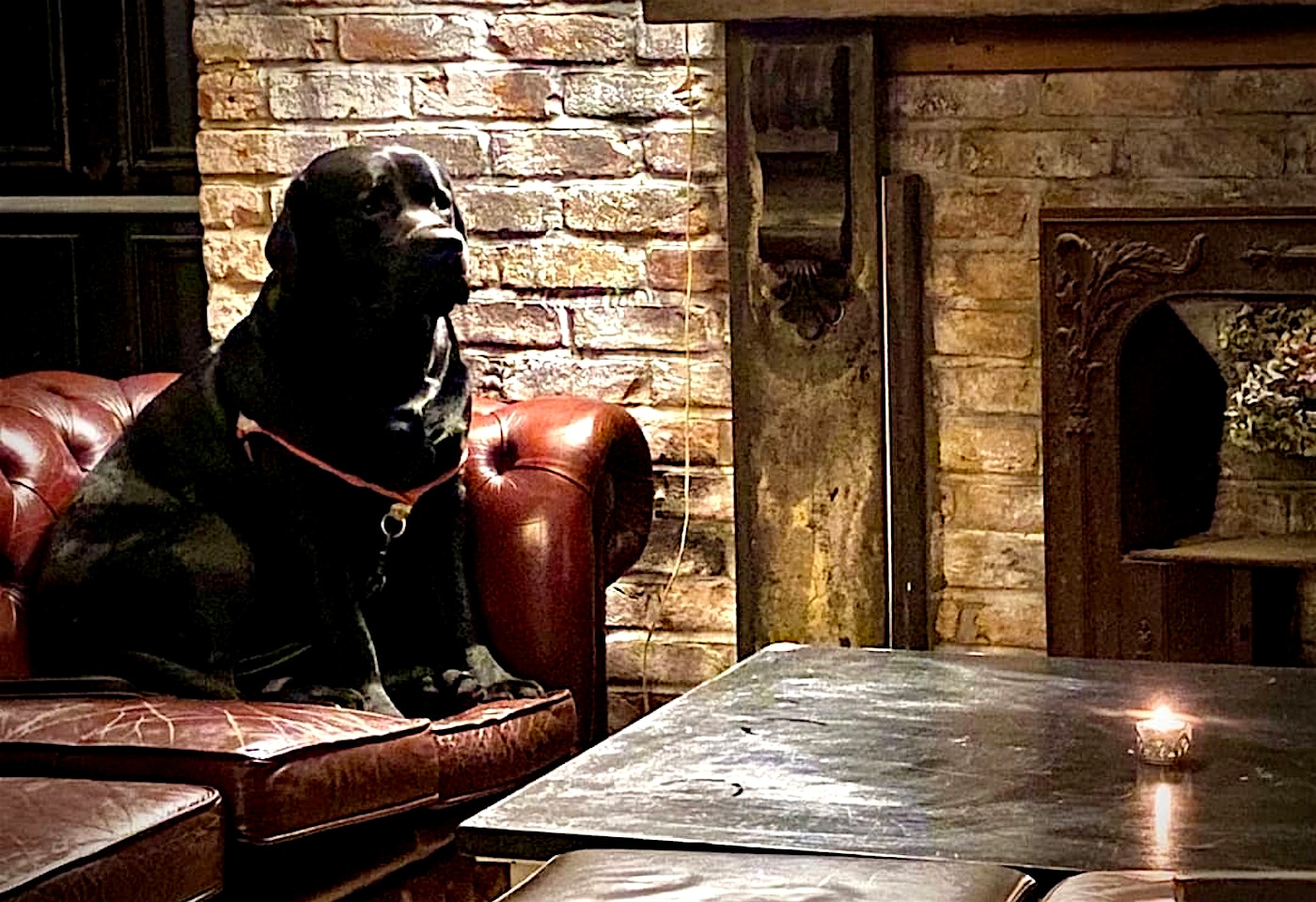 A pub dog in Magpie and Stump, a pub in St Paul's London