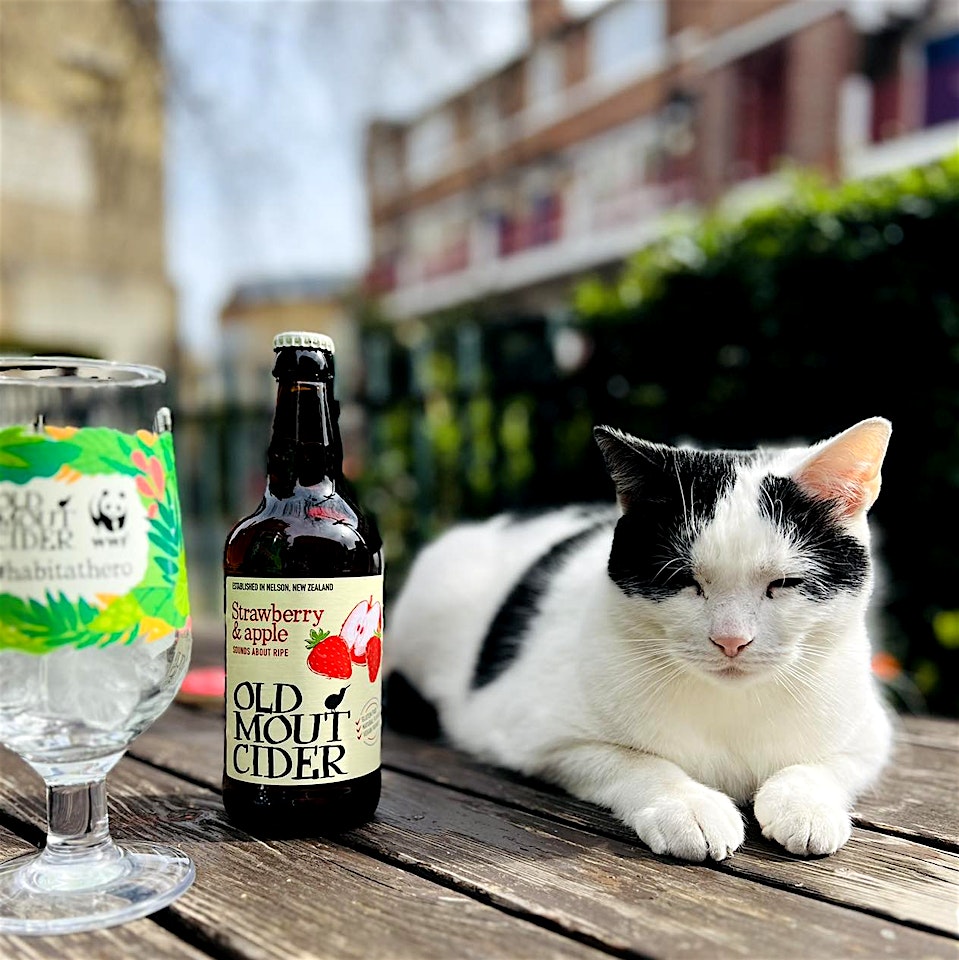 cat with a bottle of cider at the London Bridge bar the Horseshoe Inn pub